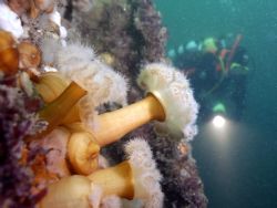 Plumose annenome on the wreck of the Breda, West coast of... by Steve Baillie 